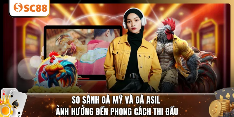 So sánh gà Mỹ và gà Asil ảnh hưởng đến phong cách thi đấu